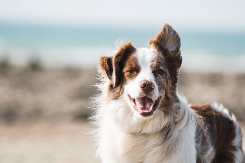 Happy dog at the beach